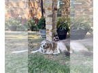Anatolian Shepherd-Great Pyrenees Mix DOG FOR ADOPTION RGADN-1345499 - Sky