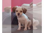 Shih Tzu DOG FOR ADOPTION RGADN-1345512 - Bourbon - Shih Tzu Dog For Adoption