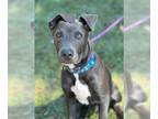 Labrador Retriever DOG FOR ADOPTION RGADN-1345513 - HANK - Labrador Retriever