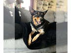 Pembroke Welsh Corgi Mix DOG FOR ADOPTION RGADN-1345514 - Sloane - Cattle Dog /