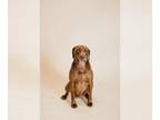 Chesapeake Bay Retriever-Chocolate Labrador retriever Mix DOG FOR ADOPTION