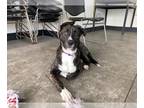 German Shepherd Dog-Plott Hound Mix DOG FOR ADOPTION RGADN-1345524 - MYSTIC -