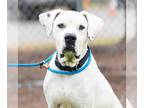 Dogo Argentino DOG FOR ADOPTION RGADN-1345525 - *SAMMY - Dogo Argentino (medium