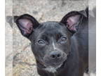 Boston Huahua DOG FOR ADOPTION RGADN-1345533 - Wednesday - Boston Terrier /