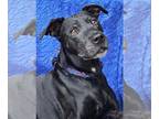 American Pit Bull Terrier Mix DOG FOR ADOPTION RGADN-1345535 - Harley - Black