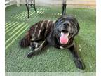 Bernese Mountain Dog-Chow Chow Mix DOG FOR ADOPTION RGADN-1345551 - BLACKIE -