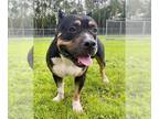 Rottweiler-American Pit Bull Terrier DOG FOR ADOPTION RGADN-1345558 - TANK - Pit