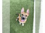 Boxador DOG FOR ADOPTION RGADN-1345559 - BRET - Boxer / Labrador Retriever /