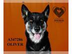 German Shepherd Dog-Siberian Husky Mix DOG FOR ADOPTION RGADN-1345564 - OLIVER -