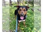 Rottweiler Mix DOG FOR ADOPTION RGADN-1345566 - FLOKI - Rottweiler / Australian
