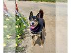 Siberian Husky Mix DOG FOR ADOPTION RGADN-1345574 - FALCO - Siberian Husky /