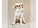 Japanese Chin DOG FOR ADOPTION RGADN-1345577 - Miso - F - Japanese Chin (short