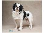 Japanese Chin DOG FOR ADOPTION RGADN-1345578 - Mooshi/Sushi - F - Japanese Chin