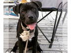 American Pit Bull Terrier DOG FOR ADOPTION RGADN-1345583 - Homer - American Pit