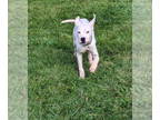 Boxer Mix DOG FOR ADOPTION RGADN-1345584 - Picasso - Boxer / Mixed (short coat)