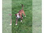 Boxer Mix DOG FOR ADOPTION RGADN-1345585 - Pablo - Boxer / Mixed (short coat)