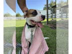 Boxer Mix DOG FOR ADOPTION RGADN-1345590 - Sky - Boxer / Mixed Dog For Adoption