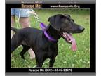 Bluetick Coonhound-Labrador Retriever Mix DOG FOR ADOPTION RGADN-1345591 - Delia