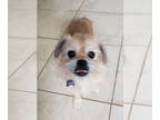Shih Tzu Mix DOG FOR ADOPTION RGADN-1345599 - Miss Muggles - Shih Tzu / Mixed