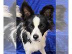Border Collie-Papillon Mix DOG FOR ADOPTION RGADN-1345606 - Ace - Papillon /