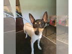 Mix DOG FOR ADOPTION RGADN-1345608 - Dorothy - Toy Fox Terrier (short coat)
