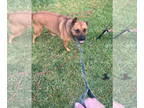 Black Mouth Cur Mix DOG FOR ADOPTION RGADN-1345610 - COURTESY POST: Daibel