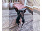 Sheprador DOG FOR ADOPTION RGADN-1345626 - Tilly - Labrador Retriever /