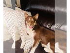 Siberian Husky DOG FOR ADOPTION RGADN-1345633 - Autumn - Siberian Husky (medium