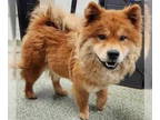 Chow Chow Mix DOG FOR ADOPTION RGADN-1345640 - Mandy - Chow Chow / Mixed (medium