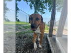 Labrador Retriever Mix DOG FOR ADOPTION RGADN-1345641 - Dave - Labrador