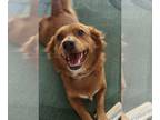 Irish Setter Mix DOG FOR ADOPTION RGADN-1345643 - COURTESY POST: Penny - Irish