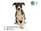 Huskies -Labrador Retriever Mix DOG FOR ADOPTION RGADN-1345646 - LYNNIE - Husky
