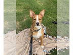 Basenji-Carolina Dog Mix DOG FOR ADOPTION RGADN-1345675 - Louie (Courtesy post)