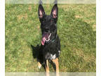 German Shepherd Dog DOG FOR ADOPTION RGADN-1345684 - CLAUS - German Shepherd Dog