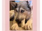 Siberian Husky DOG FOR ADOPTION RGADN-1345714 - PIPER - Siberian Husky (medium