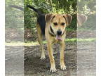 Labrador Retriever Mix DOG FOR ADOPTION RGADN-1345717 - 240950 Copeland - Hound
