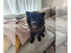 Chow Chow DOG FOR ADOPTION RGADN-1345723 - Winney - Chow Chow (long coat) Dog
