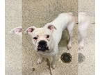 Boxer DOG FOR ADOPTION RGADN-1345727 - Alita - Boxer Dog For Adoption