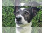Greyhound Mix DOG FOR ADOPTION RGADN-1345734 - MASCARITA - Greyhound / Mixed Dog