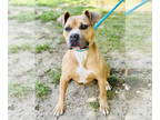 American Pit Bull Terrier DOG FOR ADOPTION RGADN-1345742 - Hazel - Pit Bull