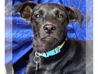 Miniature Pinscher-Retriever Mix DOG FOR ADOPTION RGADN-1345755 - Piper Marie -