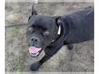 Boxer Mix DOG FOR ADOPTION RGADN-1345777 - PUDDIN - Boxer / Mixed (medium coat)