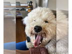 Puli DOG FOR ADOPTION RGADN-1345801 - Omar - Puli (medium coat) Dog For Adoption