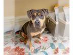 Rottweiler-Staffordshire Bull Terrier Mix DOG FOR ADOPTION RGADN-1345810 - Miss