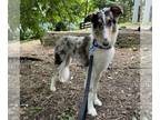 Collie DOG FOR ADOPTION RGADN-1345813 - Jackson Pending adoption - Collie