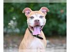 Boxer Mix DOG FOR ADOPTION RGADN-1345817 - WALDO - Boxer / Mixed (medium coat)