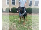 Shepweiller DOG FOR ADOPTION RGADN-1345860 - Major - Rottweiler / German