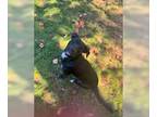 Border Collie Mix DOG FOR ADOPTION RGADN-1345894 - BETHESDA - Border Collie /