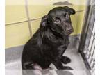 Catahoula Leopard Dog Mix DOG FOR ADOPTION RGADN-1345897 - Tres - Catahoula