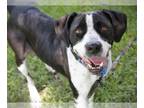 Labrador Retriever Mix DOG FOR ADOPTION RGADN-1345903 - JAQUITA - Labrador